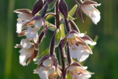 Mestre-VE-elleborina-palustre-Epipactis-palustris-2011