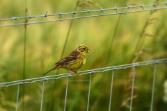 Scozia-zigolo-giallo-Emberiza-citrinella-2019