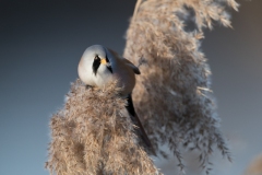 Emilia-Romagna-Basettino-Panurus-biarmicus