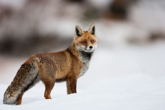 Gran-Paradiso-Volpe-rossa-Vulpes-vulpes