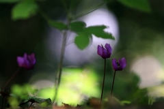 Ciclamini-Cyclamen-Altopiano-di-Asiago