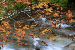 Colori-autunnali-sul-Torrente-Arzino-Fvg