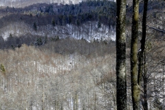 Faggeta-dopo-una-nevicata-Cansiglio