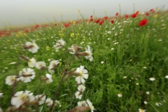 Fioritura-in-Pian-Grande-Castelluccio-2