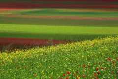 Fioritura-in-Pian-Grande-Castelluccio