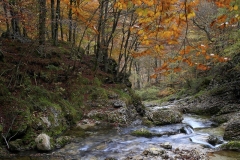 Torrente-Arzino-Fvg