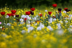 Tulipani-in-fiore-Tulipa-Liliaceae-Vescovana