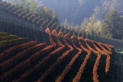 Vigneti-in-Autunno-Langhe