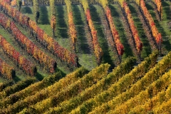 Vigneti-nele-langhe-in-autunno