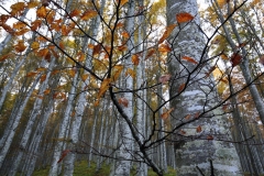 Faggeta-in-autunno-Foresta-del-Cansiglio-