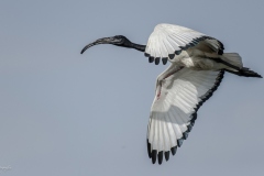 IBIS-SACRO