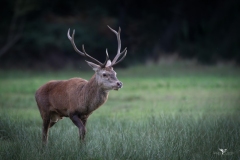 Emilia-Romagna-Cervo-italico-Cervus-elaphus-italicus