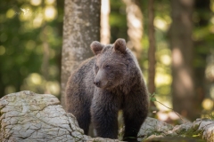 Slovenia-Orso-bruno-Ursus-arctos