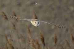 Veneto-Barbagianni-Tyto-alba