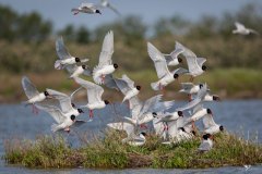 Veneto-Gabbiano-corallino-in-abito-riproduttivo-Ichthyaetus-melanocephalus