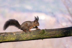 Veneto-Scoiattolo-bruno-Sciurus-vulgaris