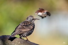 Veneto-Storno-comune-Sturnus-vulgaris