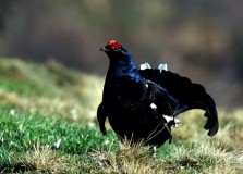 8-stefano-rossin-gallo-forcello-prateria-alpina-sez.veneto.