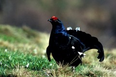 8-stefano-rossin-gallo-forcello-prateria-alpina-sez.veneto.