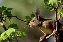 Scoiattolo-Sciurus-vulgaris