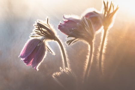 Cristiano-Vendramin-Caneva-Pulsatilla-Montana