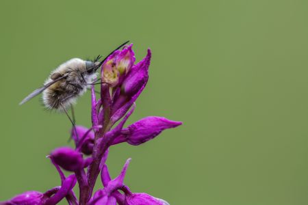 MaxSamaritani-Montebaldo-Bombylius-minor