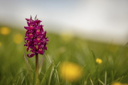 Sauro Doria - Orchidea-selvaticamonte-grappa-