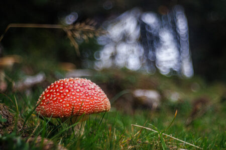 Foto N° 2 - Amanita muscaria