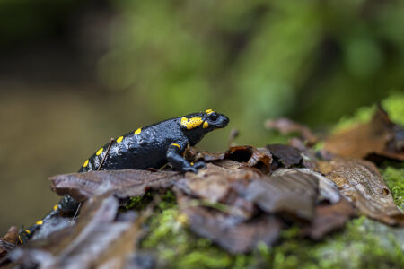 Foto N° 4 - Salamandra-pezzata