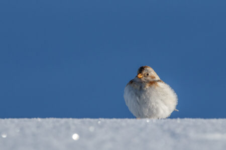 Foto N° 4 - Zigolo delle nevi